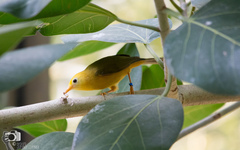 Golden White-Eye photo 2