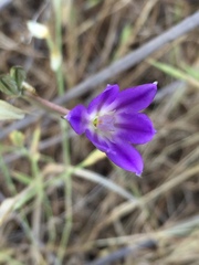 Brodiaea filifolia
