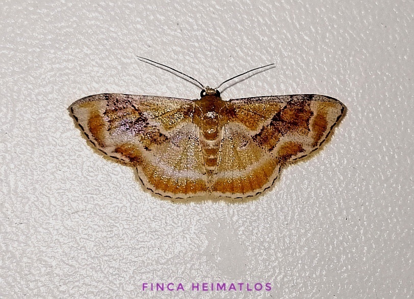 Leptostales adela