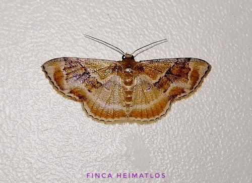 Leptostales adela