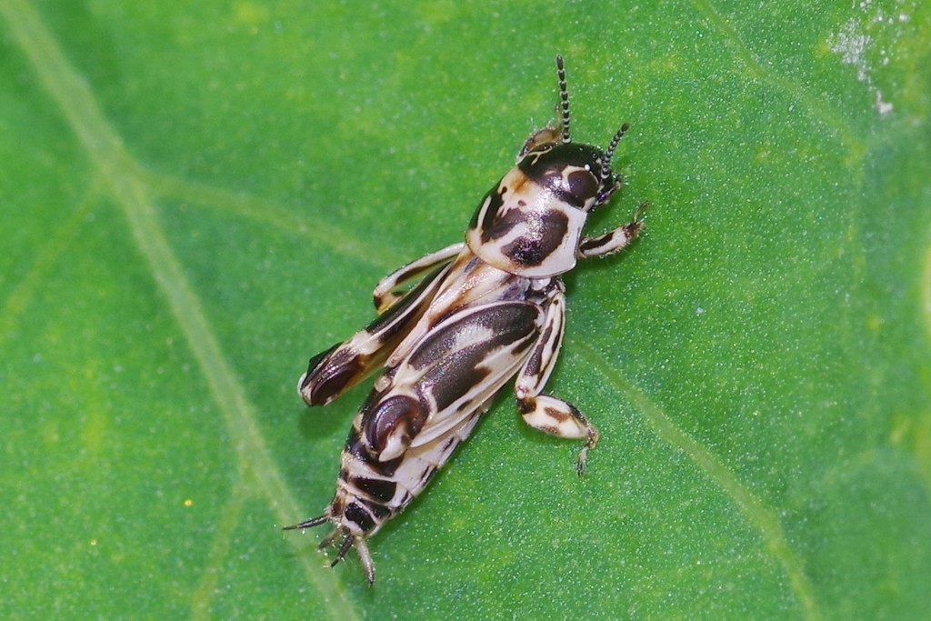 Pygmy Mole Crickets