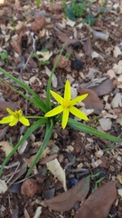 Pauridia serrata serrata