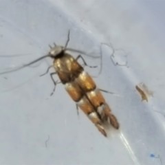 Chrysaster ostensackenella