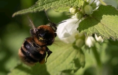 Bombus subterraneus