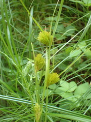 Carex bohemica