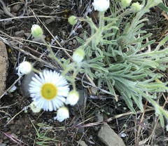 Erigeron pumilus