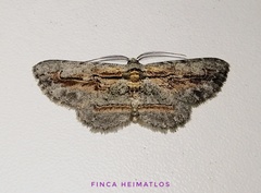 Odysia venusta