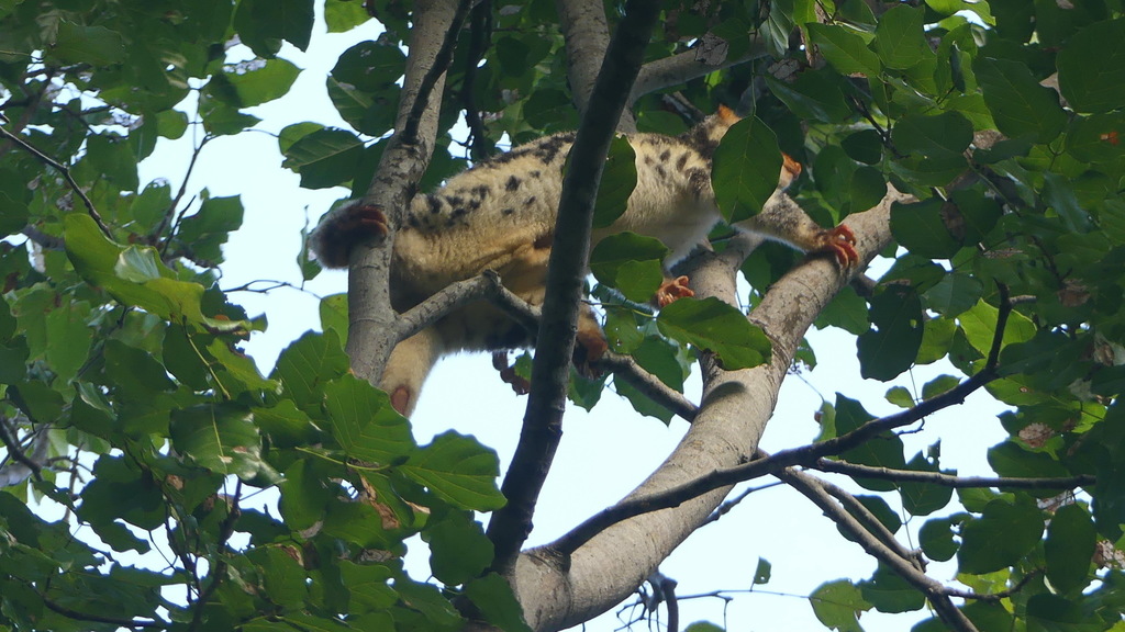 Waigeo Rats Waigeo Cuscus in November 2019 by Leoš Smutný · iNaturalist