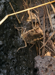 Schistocerca literosa