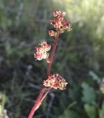 Micranthes occidentalis