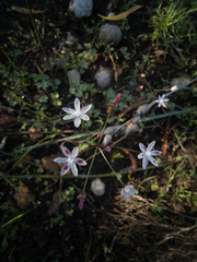 Strumaria tenella tenella