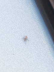 Theridion murarium