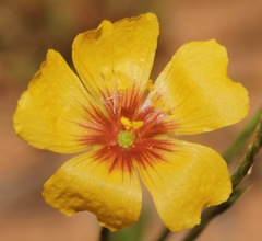 Linum hudsonioides