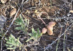 Astragalus plattensis