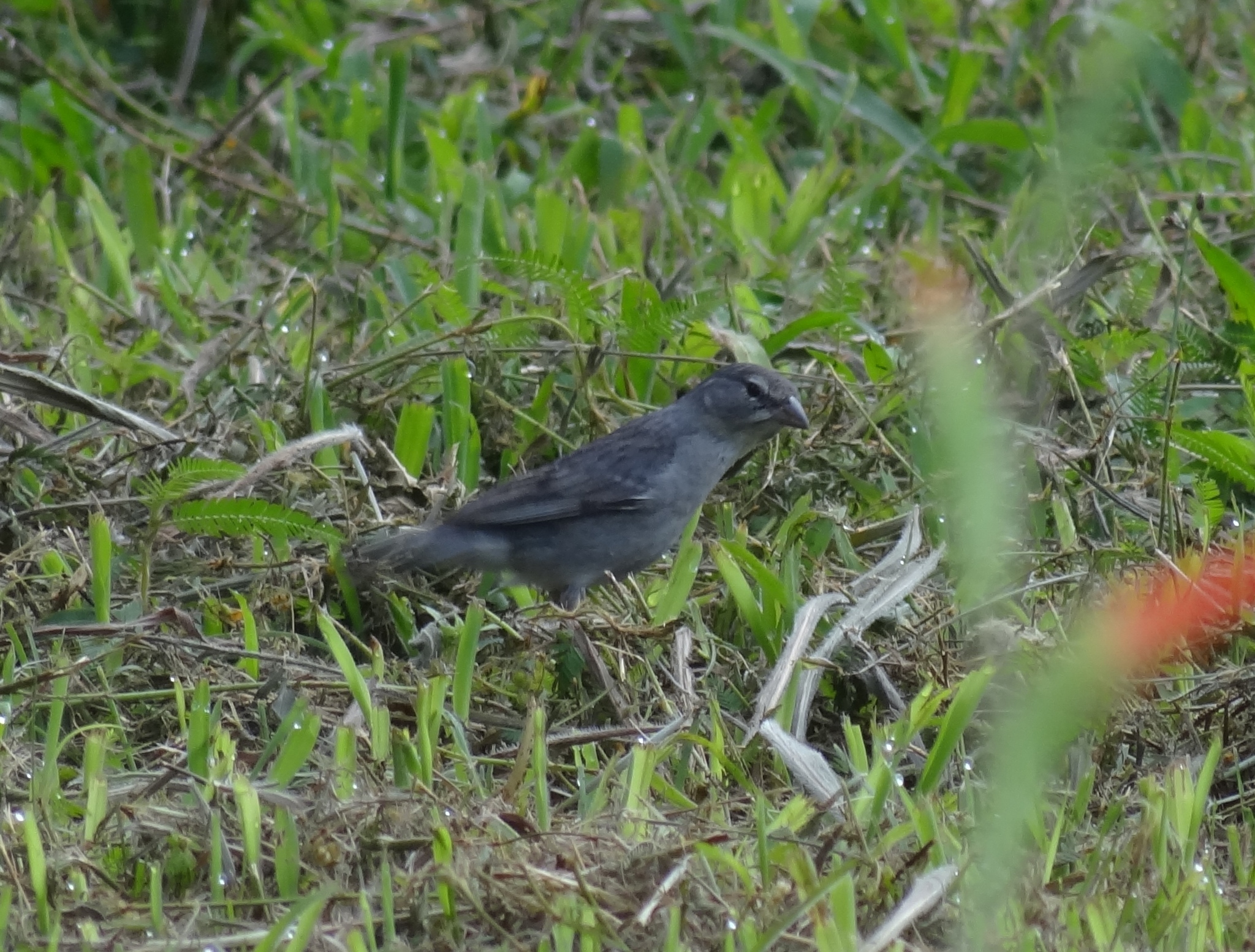 Geospizopsis plebejus image