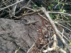 Microlophus bivittatus