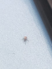Theridion murarium