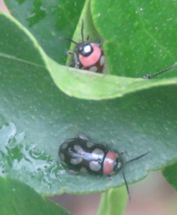 Omophoita simulans