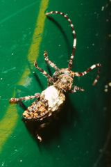 Pogonocherus hispidulus