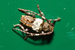 Pogonocherus hispidulus
