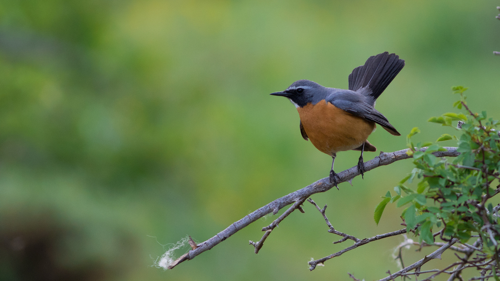 White-Throated Robin