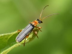 Cantharis lateralis