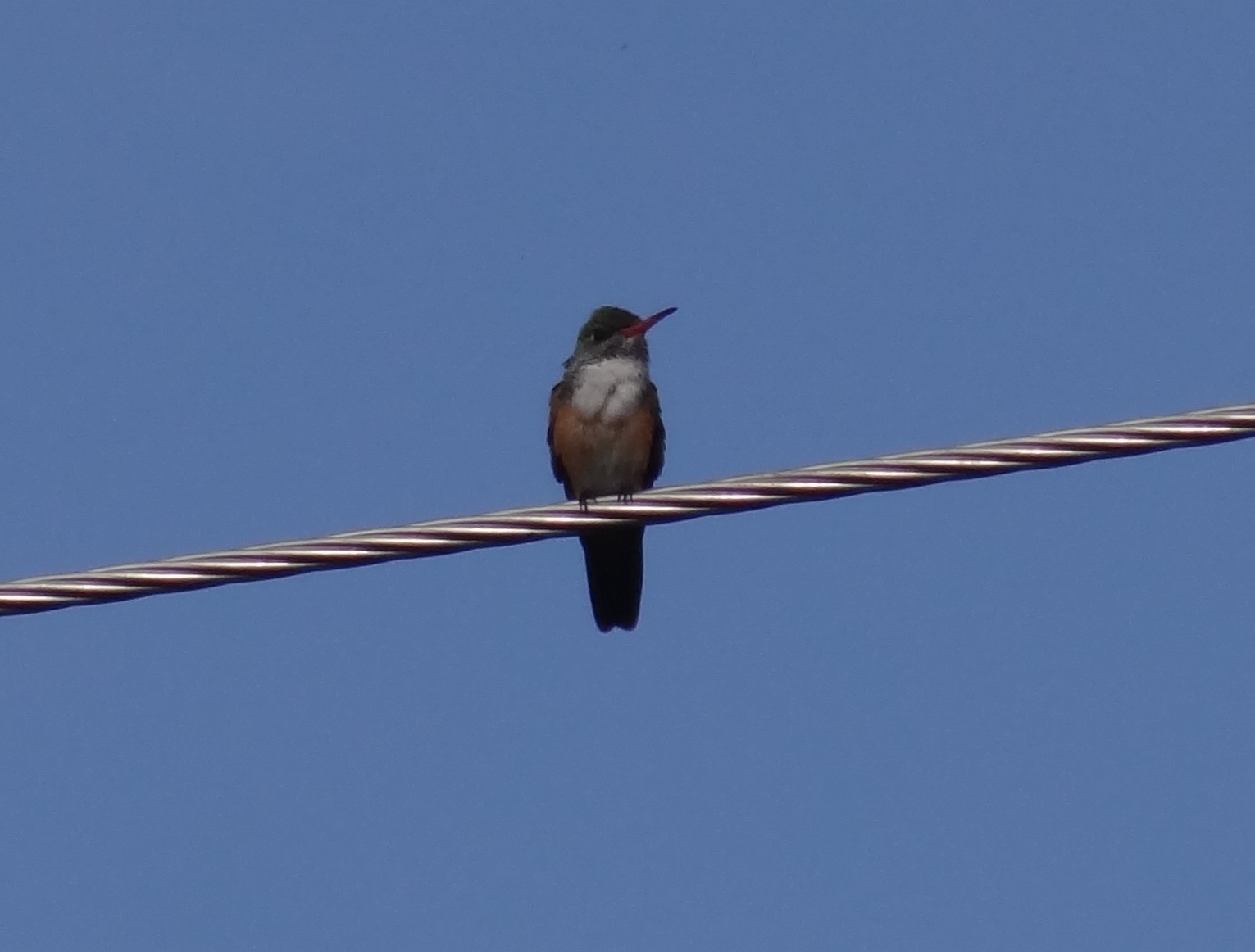 Amazilis amazilia image