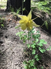 Aquilegia chrysantha