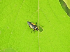 Hemithyrsocera vittata