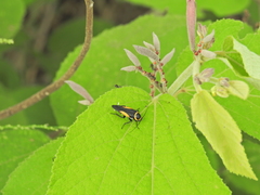 Hemithyrsocera vittata