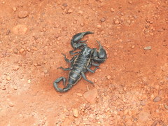 Heterometrus laoticus