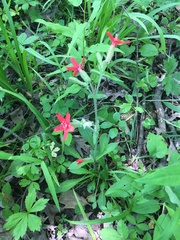 Silene virginica