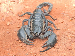 Heterometrus laoticus