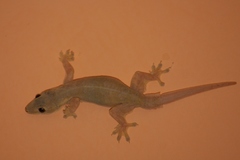 Hemidactylus platyurus