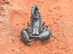 Heterometrus laoticus