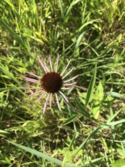 Echinacea pallida