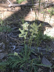 Oxytropis sericea