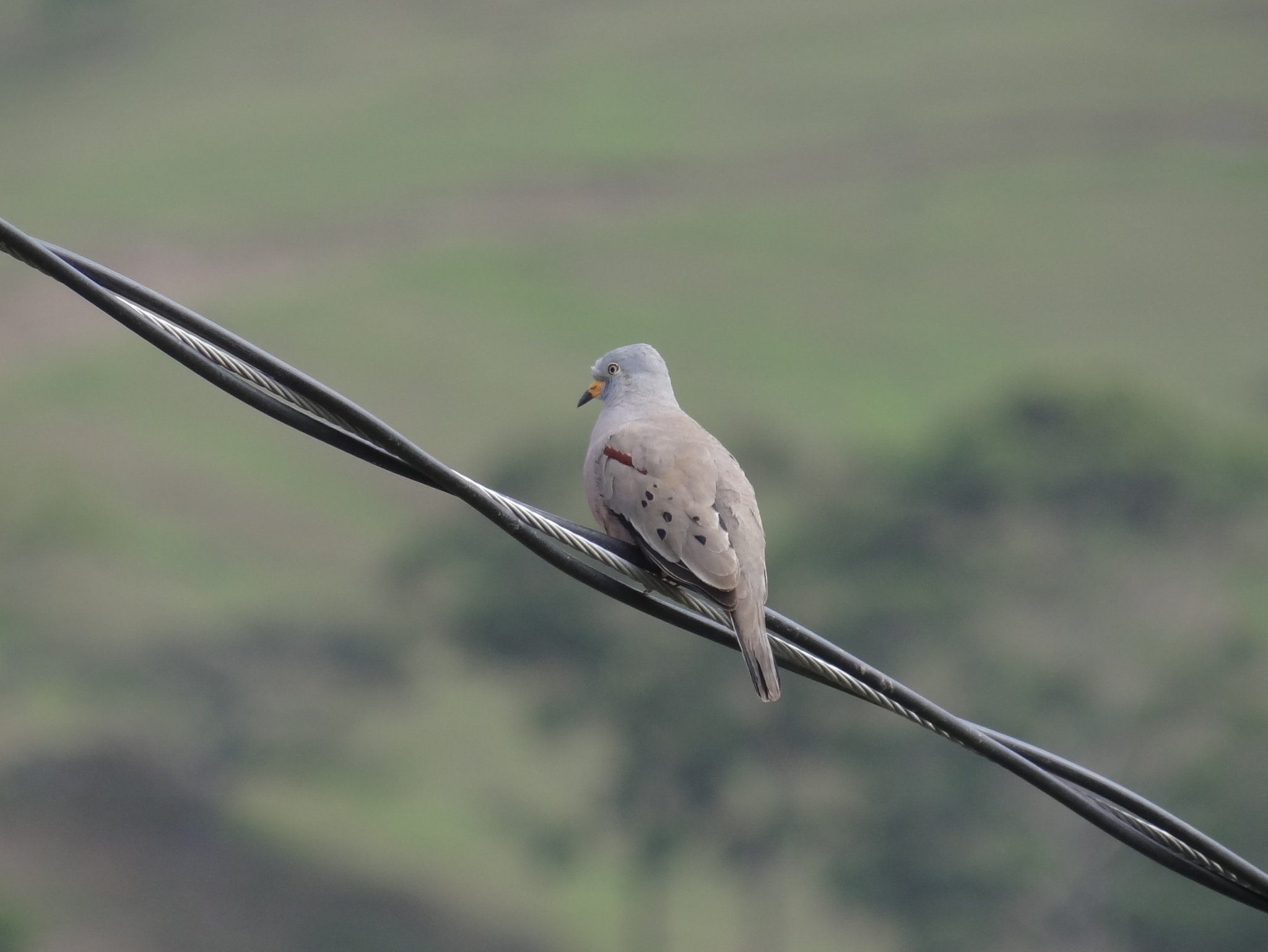 Columbidae image