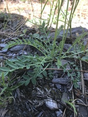 Oxytropis sericea