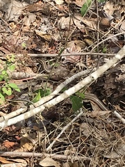 Conophis vittatus
