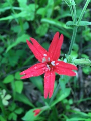 Silene virginica