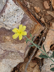 Menodora scabra