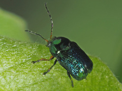 Cryptocephalus nitidulus