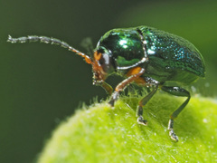 Cryptocephalus nitidulus