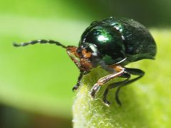 Cryptocephalus nitidulus