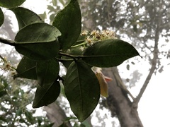 Prunus buxifolia