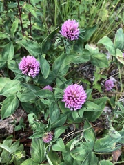 Trifolium pratense