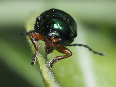 Cryptocephalus nitidulus