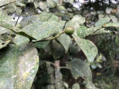 Prunus buxifolia