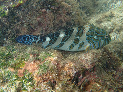 Cirrhitus rivulatus